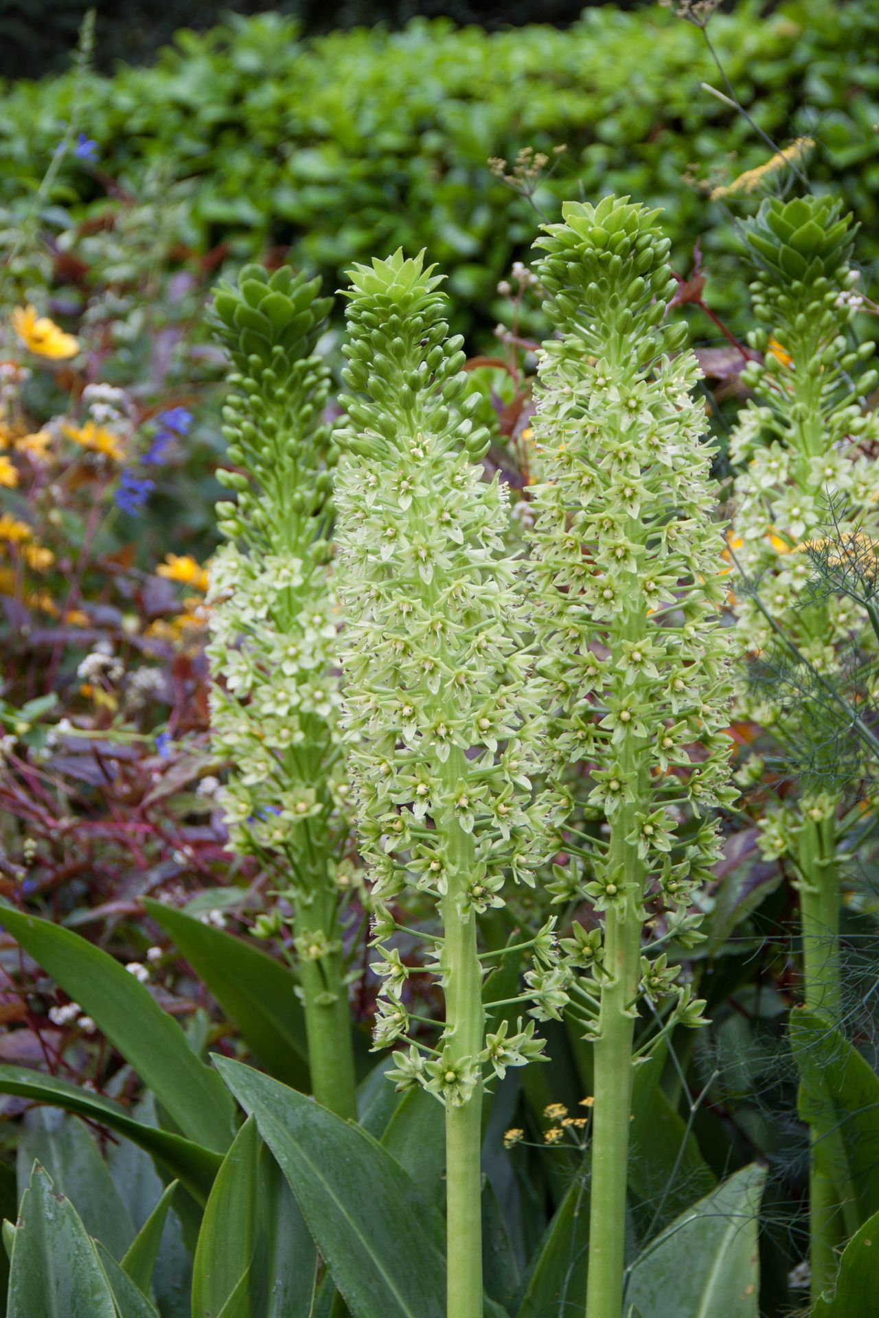 This Year at Heronswood Heronswood Garden