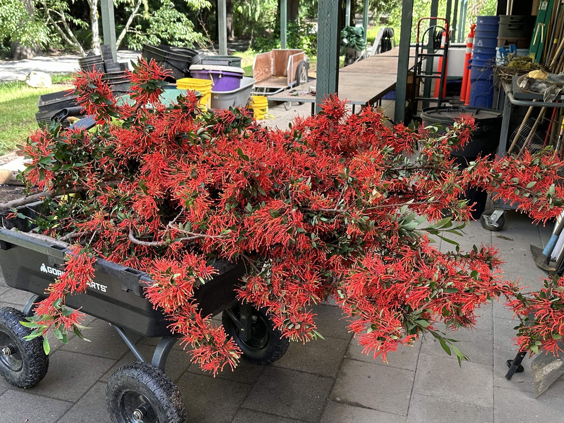 This Year at Heronswood Heronswood Garden