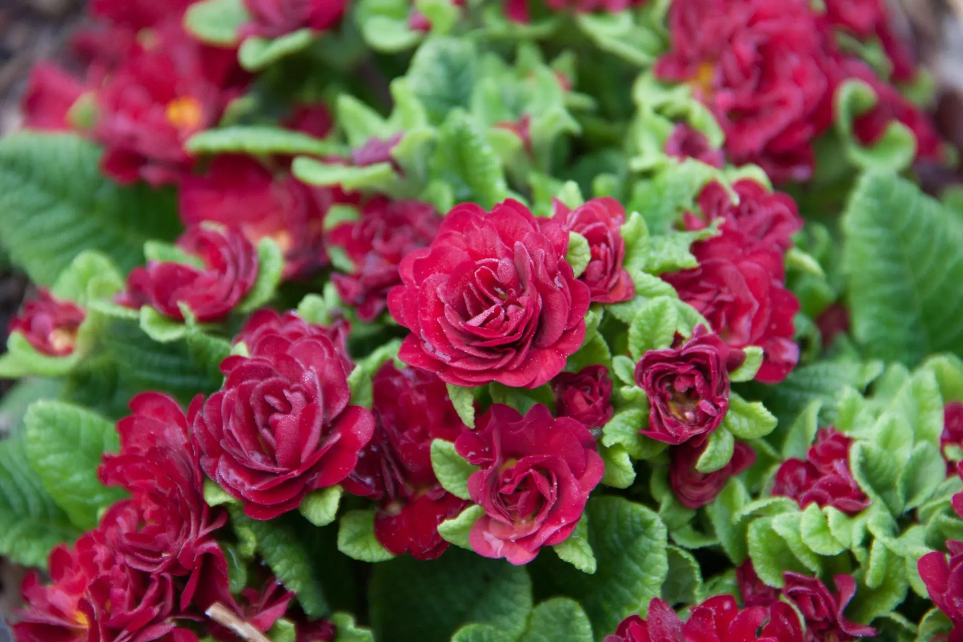 Spring Plant Sale Day 2