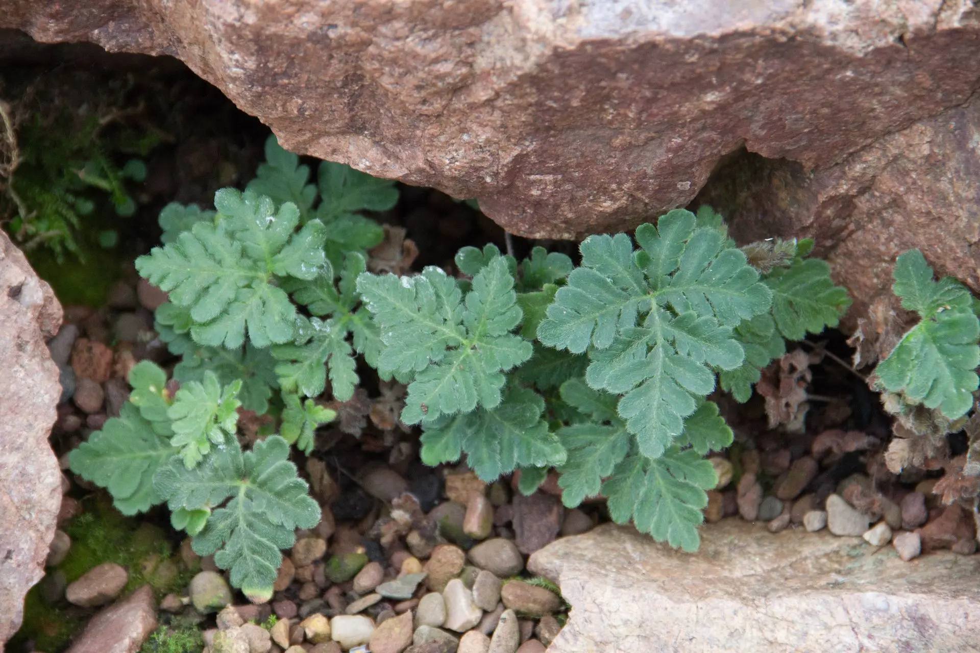 Fern Study Day: Morning Session